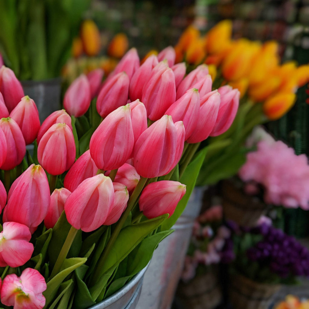 tulips in amsterdam