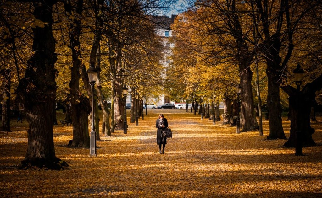 Winter Spring Summer or Autumn