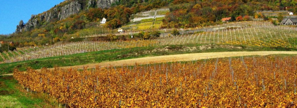 Etyek-Buda Wine Region - Food in Budapest