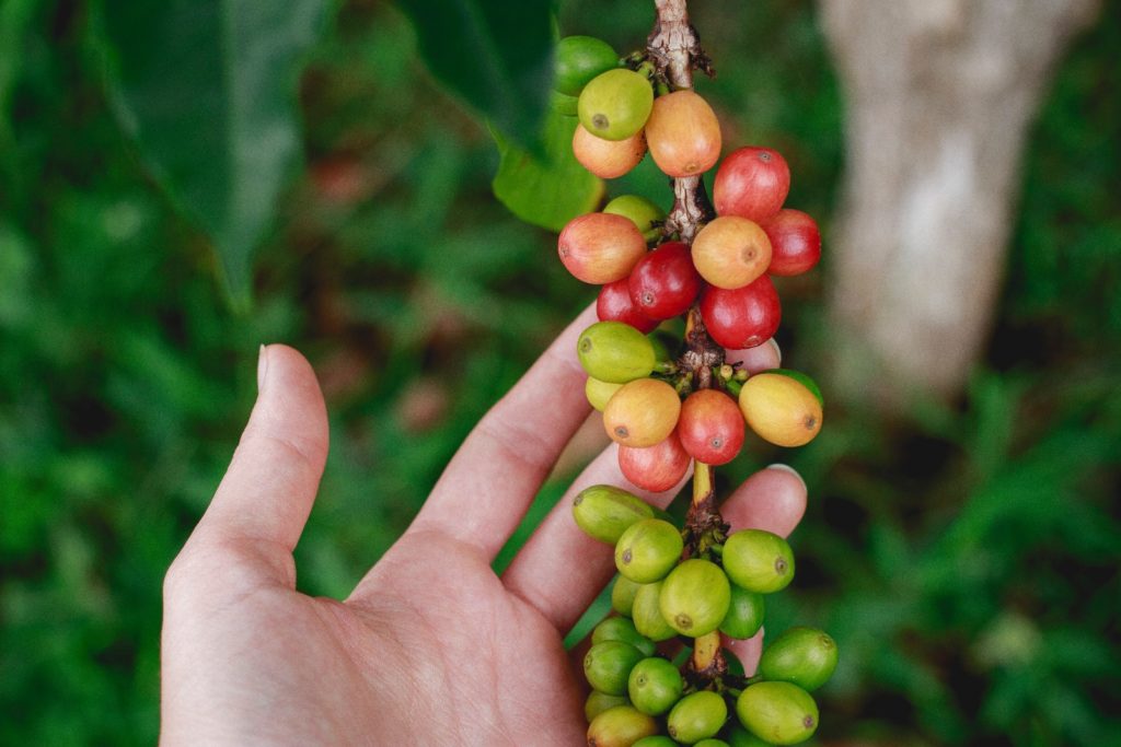 Hawaii Kona Coffee