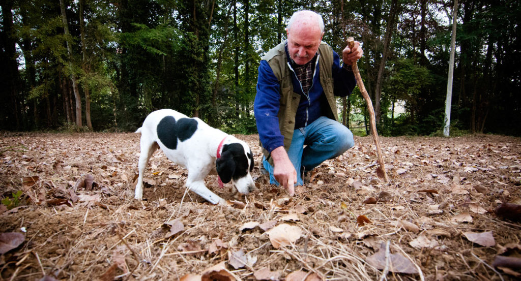 Truffle hunting Piedmonte Italy