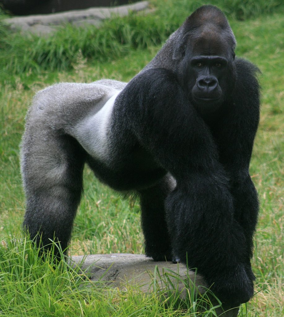 Male silver back Gorilla - active vacations trekking to see gorillas