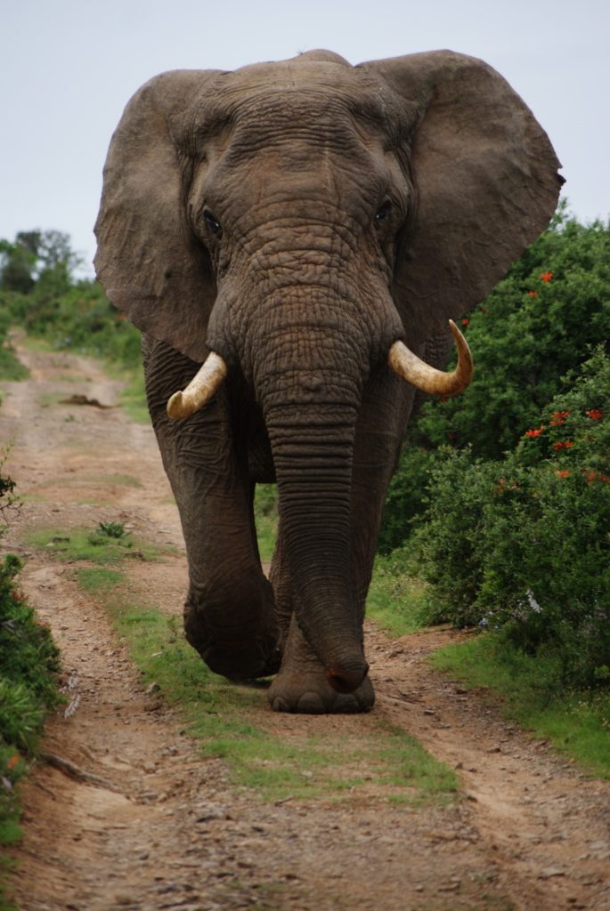 Elephant in the room