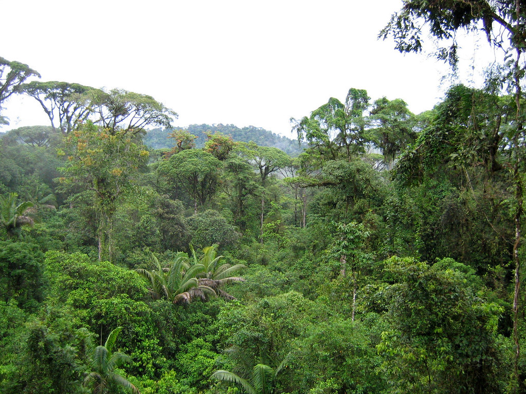 Rain Forests, Costa Rica