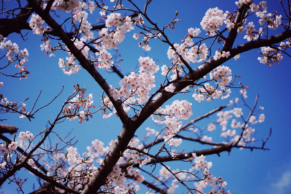 cherry blossoms