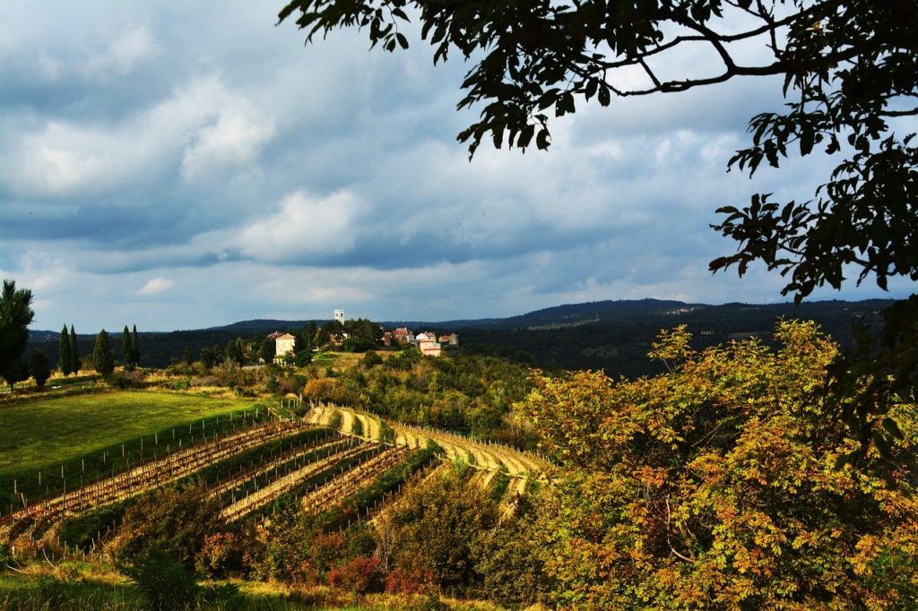 European vineyard