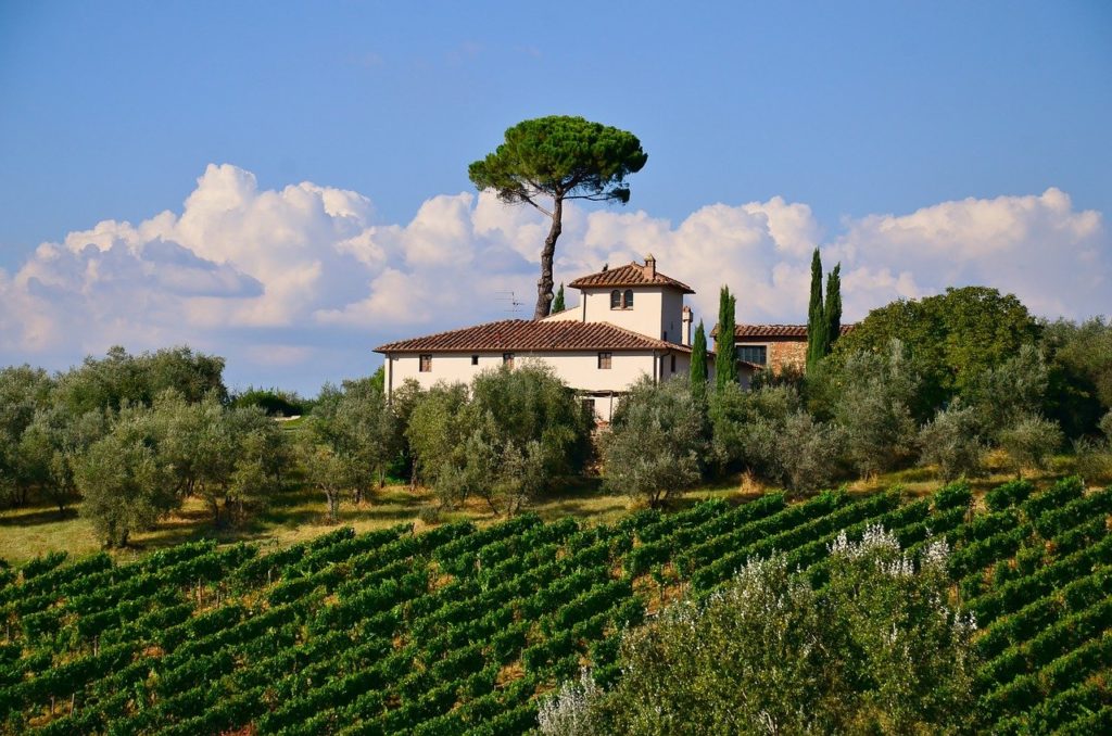 Tuscan vineyards