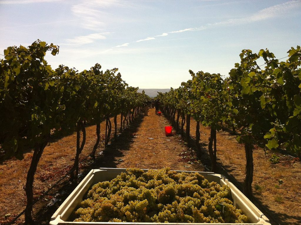 vineyard