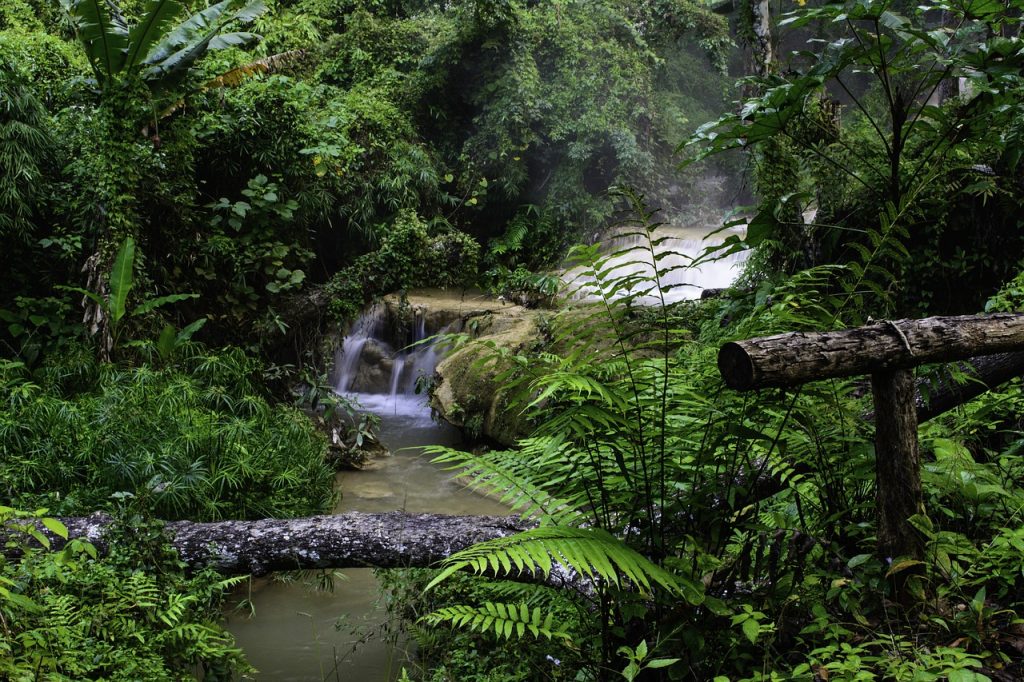 jungle waterfall