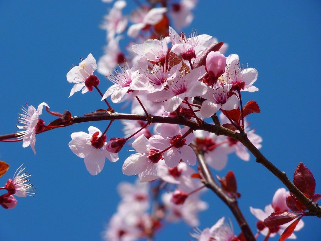 cherry blossoms