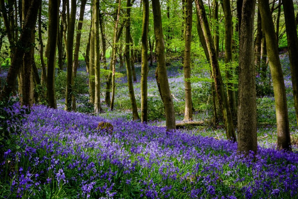 Bluebells in England