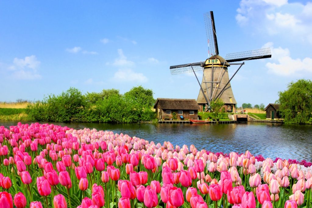 Holland Tulips