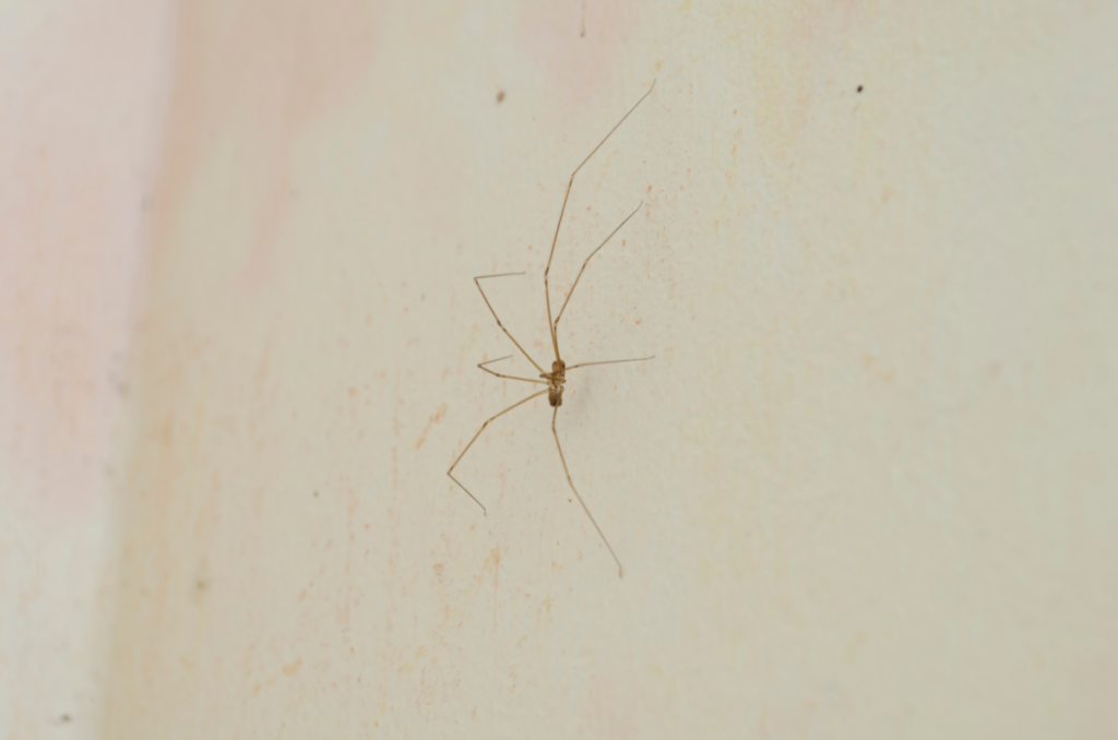 Anansi spider