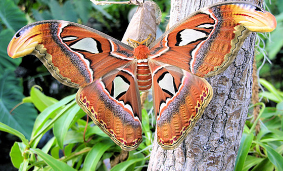 Schmetterlinghaus: The Imperial Butterfly Park