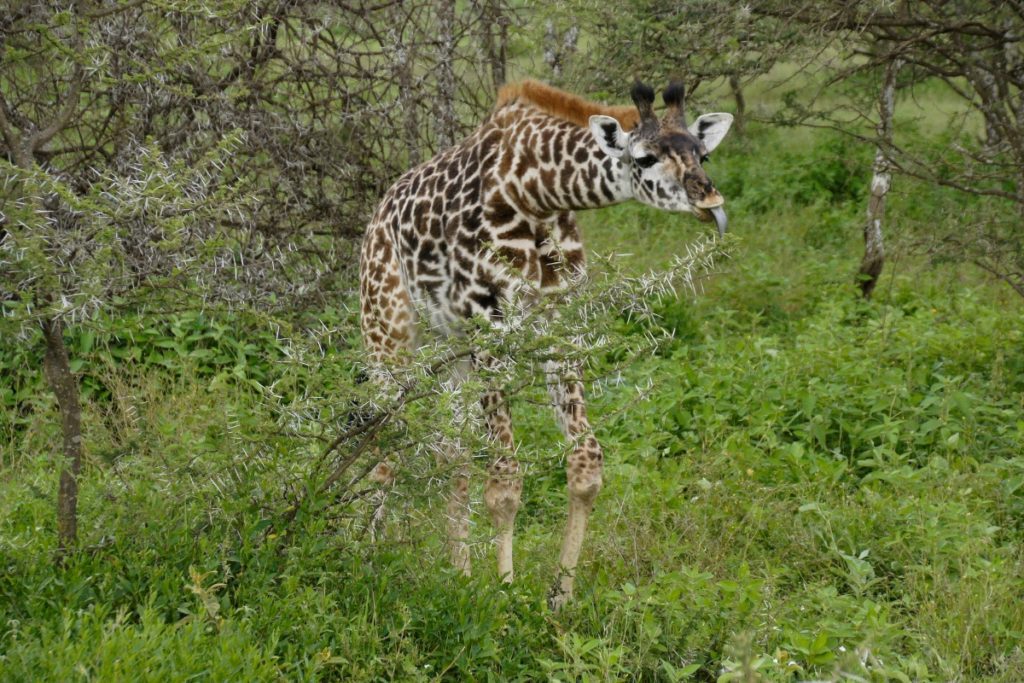 Giraffe grazing on thorny acacia branches in a lush green savanna, captured during a luxury African safari experience curated by Amore Travel Designs, Fort Collins’ top luxury travel advisor.