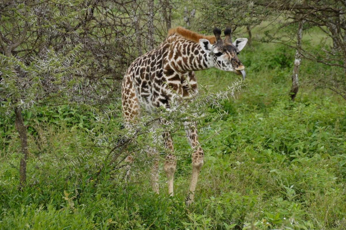 Giraffe grazing on thorny acacia branches in a lush green savanna, captured during a luxury African safari experience curated by Amore Travel Designs, Fort Collins’ top luxury travel advisor.