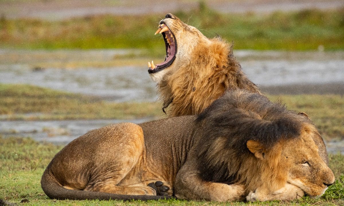 African Lions