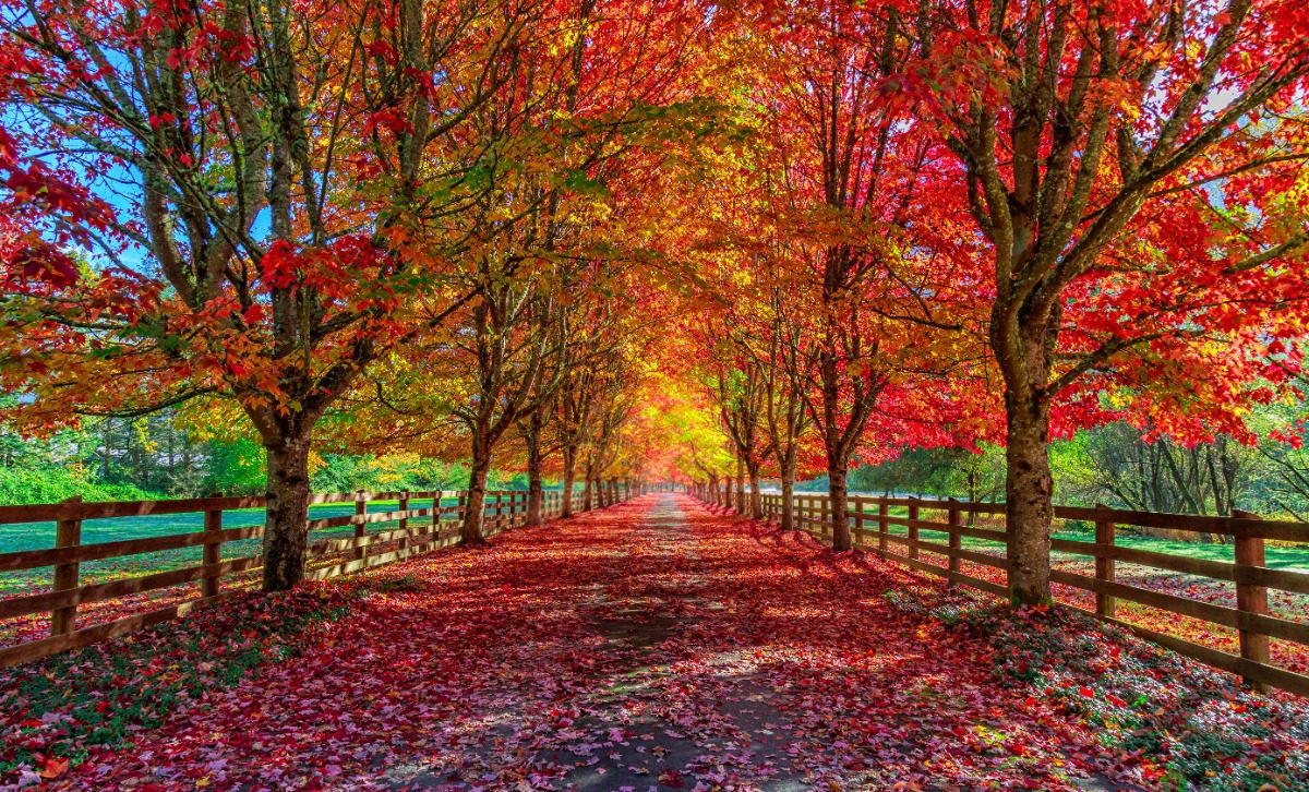 Luxury travel advisor in Fort Collins, Amore Travel Designs, curates exclusive fall foliage escapes with vibrant red and golden autumn leaves along a scenic country road in peak travel season.