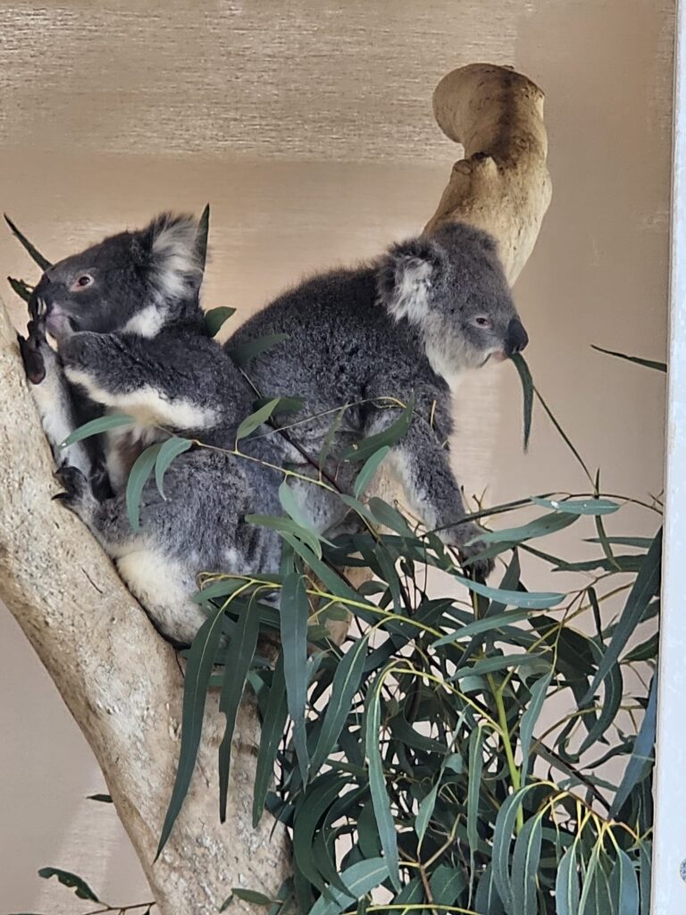 Koalas resting in a eucalyptus tree at Cleland Wildlife Park in the Adelaide Hills, South Australia.