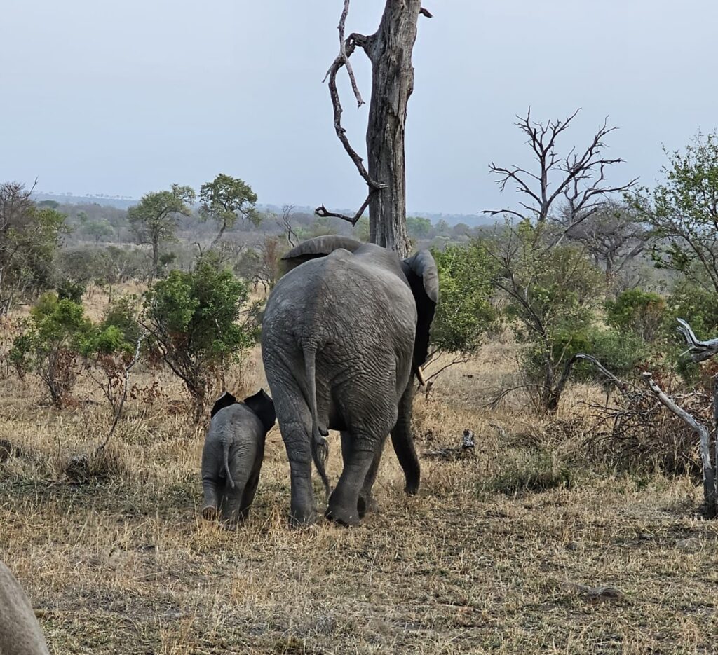 Elephant and calf walking through the savanna during a safari in South Africa’s Sabi Sand Game Reserve, a renowned wildlife area near Kruger National Park.