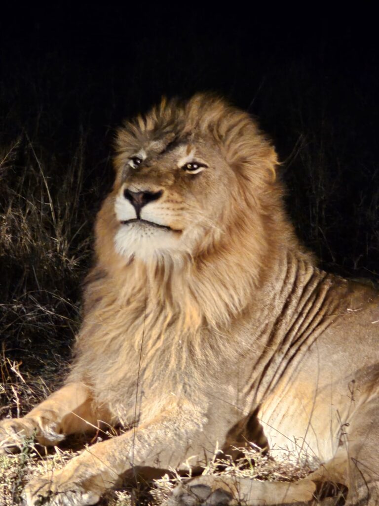Close-up of a male lion illuminated during a night safari drive in South Africa’s Sabi Sand Game Reserve, a premier African wildlife safari destination.