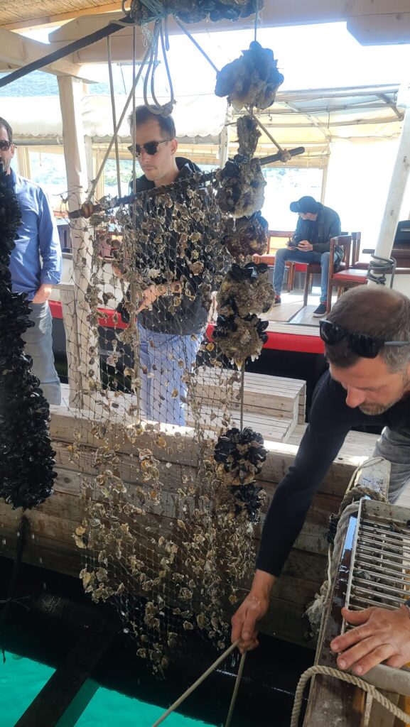 Fort Collins-based luxury travel advisor observes Ston oyster farm operations—workers hoist oyster cages on a sunlit Croatian boat.