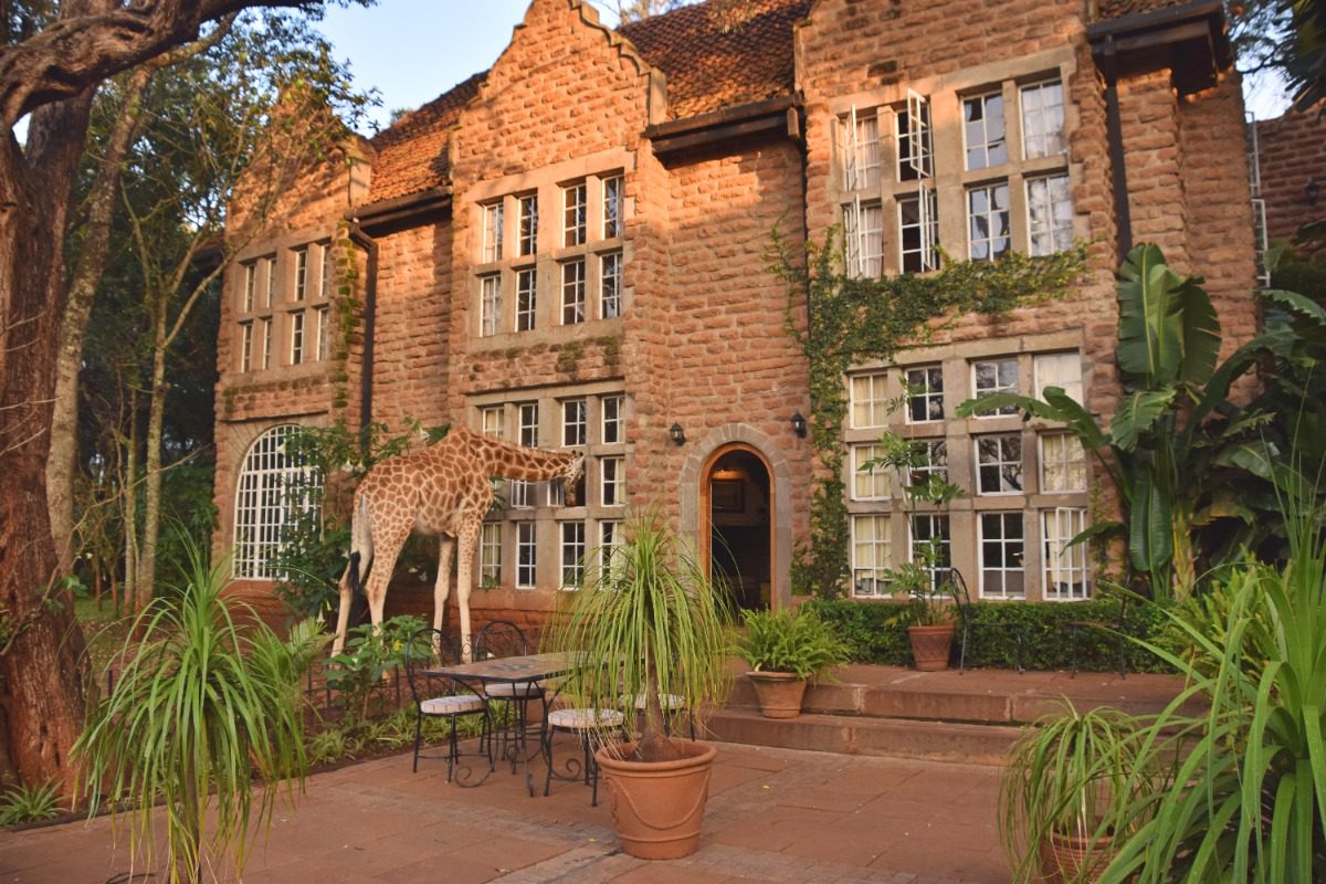 Golden morning light warms Giraffe Manor’s garden patio as a giraffe drops by the window, a Kenya highlight for Amore Travel Designs travelers.